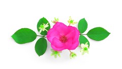 Flowers white background Simple Background