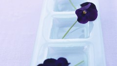 Flowers white background The Netherlands