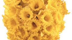 Flowers white background yellow flowers