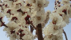 Flowers white bench spring