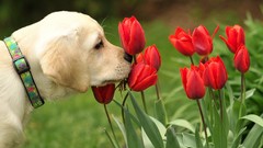 Flowers white Dogs tulips pets