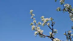 Flowers white dogwood blue