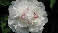 Flowers white flower