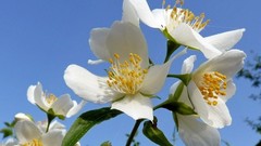 Flowers white flowers