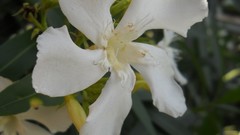 Flowers white flowers