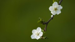 Flowers white flowers
