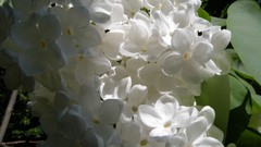 Flowers white flowers