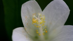 Flowers white flowers