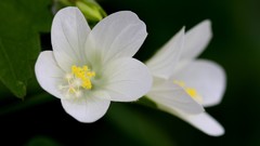 Flowers white flowers
