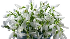 Flowers white flowers