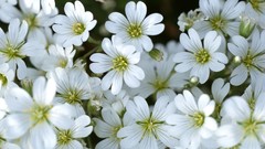 Flowers white flowers