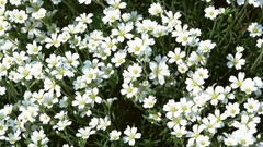 Flowers white flowers