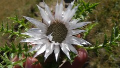 Flowers white flowers