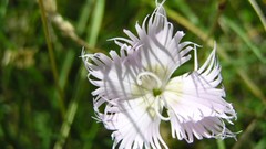 Flowers white flowers