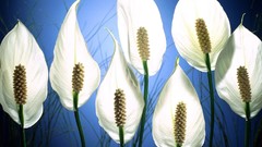 Flowers white flowers