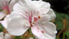 Flowers white flowers