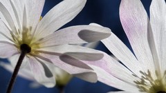 Flowers white flowers