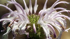 Flowers white flowers
