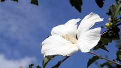 Flowers white flowers