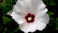 Flowers white flowers