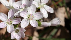 Flowers white flowers