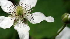 Flowers white flowers
