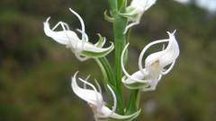 Flowers white flowers