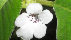 Flowers white flowers