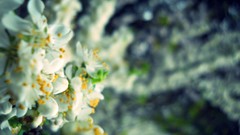 Flowers white flowers