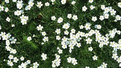 Flowers white flowers