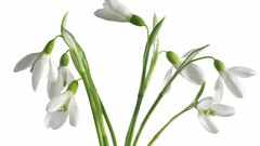 Flowers white flowers