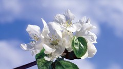 Flowers white flowers