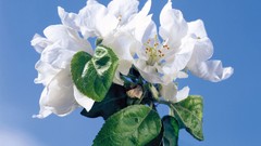 Flowers white flowers