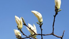 Flowers white flowers
