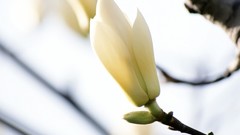 Flowers white flowers