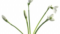 Flowers white flowers