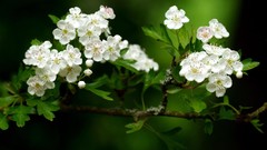 Flowers white flowers
