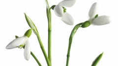 Flowers white flowers