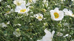 Flowers white flowers