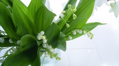 Flowers white flowers