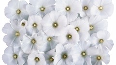 Flowers white flowers