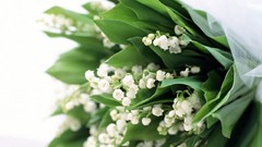 Flowers white flowers