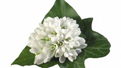 Flowers white flowers