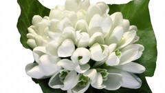 Flowers white flowers