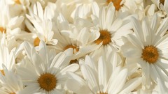 Flowers white flowers