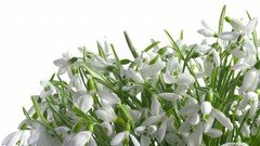 Flowers white flowers