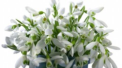 Flowers white flowers