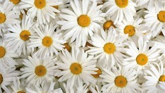 Flowers white flowers