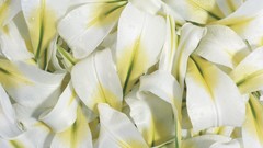 Flowers white flowers