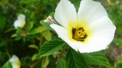 Flowers white flowers
